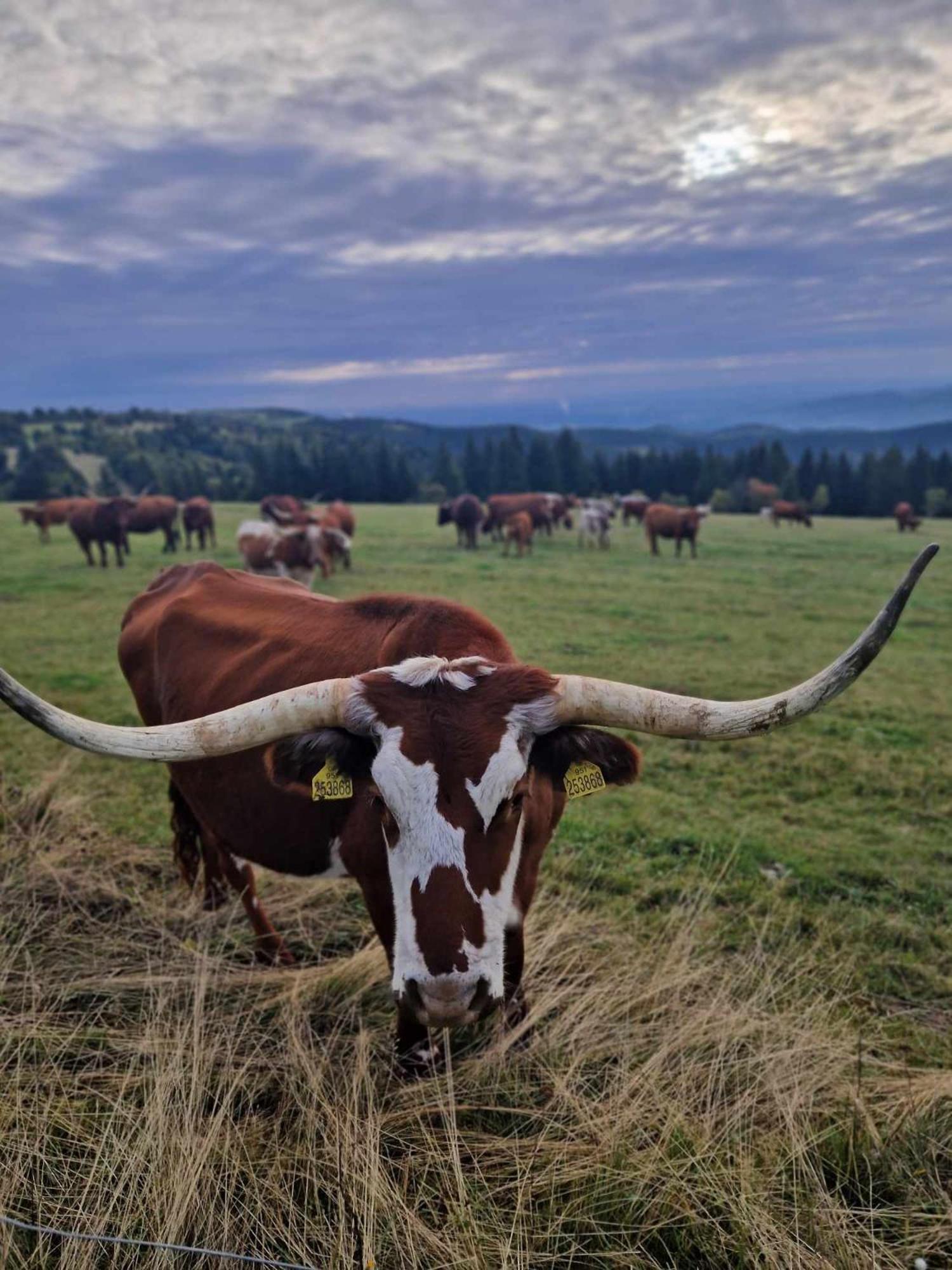 Chata Jeleni Drevenice S Vlastni Virivkou Horni Halze Dış mekan fotoğraf